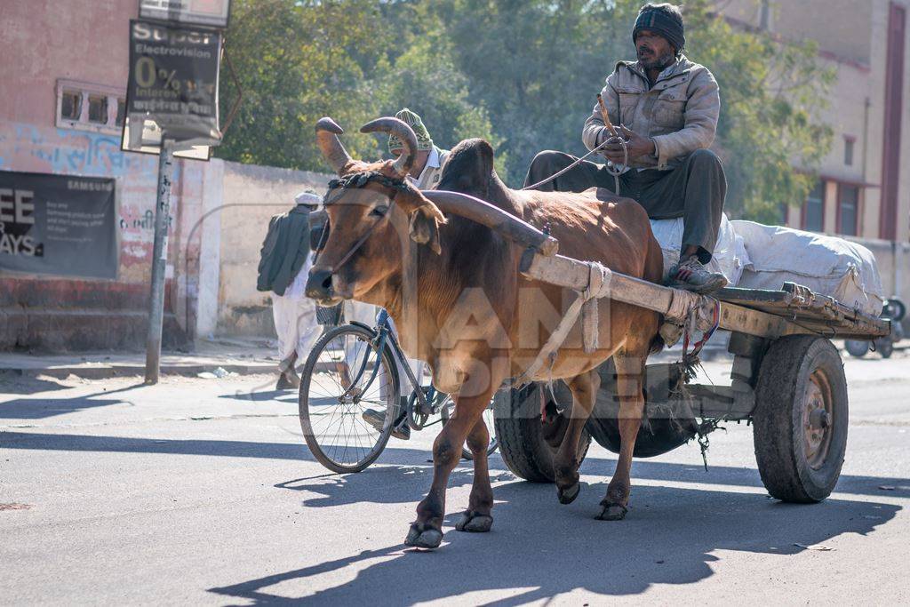 Brown working bullock pulling carton city road in Bikaner