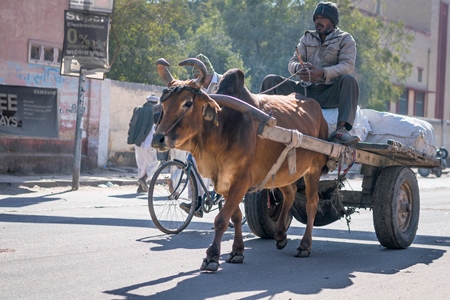 Brown working bullock pulling carton city road in Bikaner