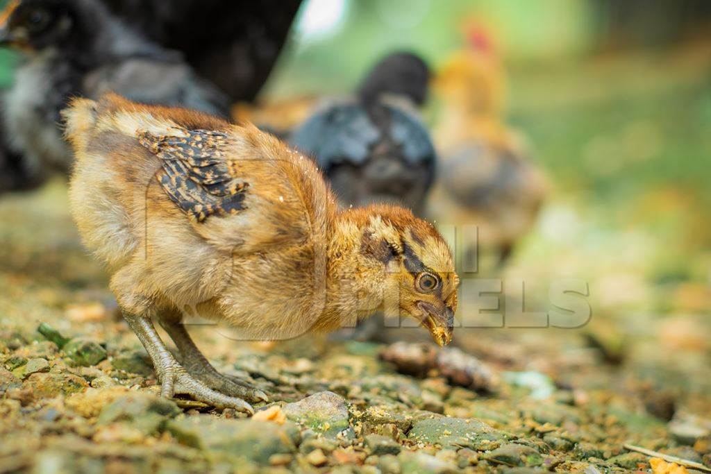 Chicks in a rural village in Nagaland, India, 2018