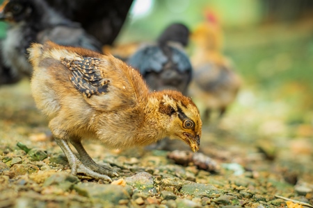 Chicks in a rural village in Nagaland, India, 2018