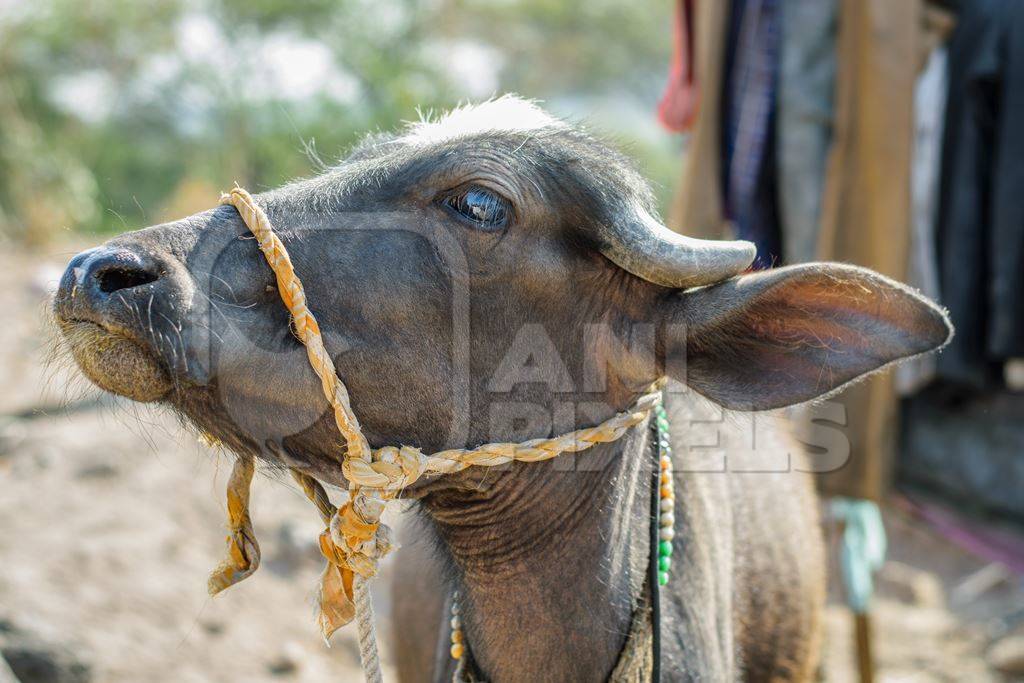 Farmed buffalo calf tied up in an urban dairy in Maharashtra