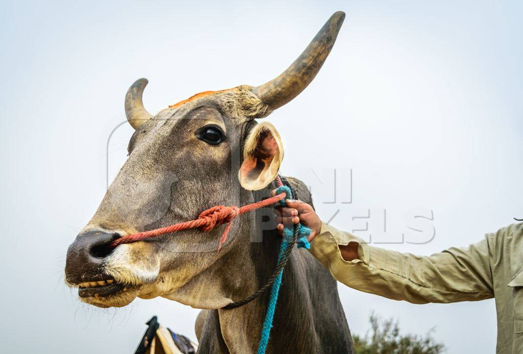 Close up of face of grey bullock with large horns and nose rope on large fair ground at Nagaur cattle fair in Rajasthan, India 2017