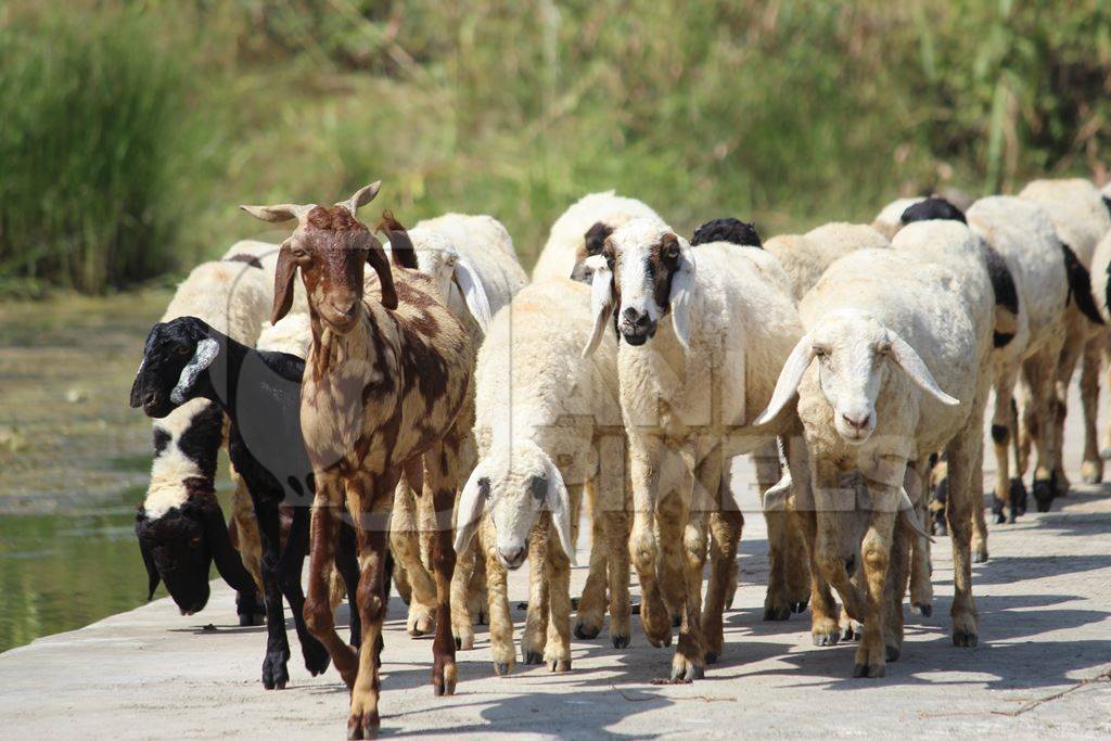 Herd of goats on a road in the countryside with green vegetation