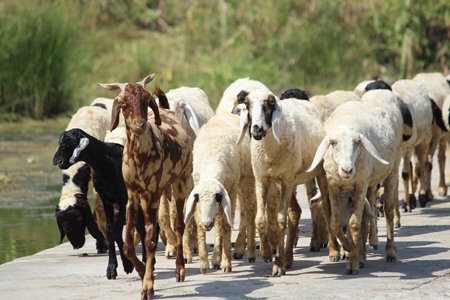 Herd of goats on a road in the countryside with green vegetation