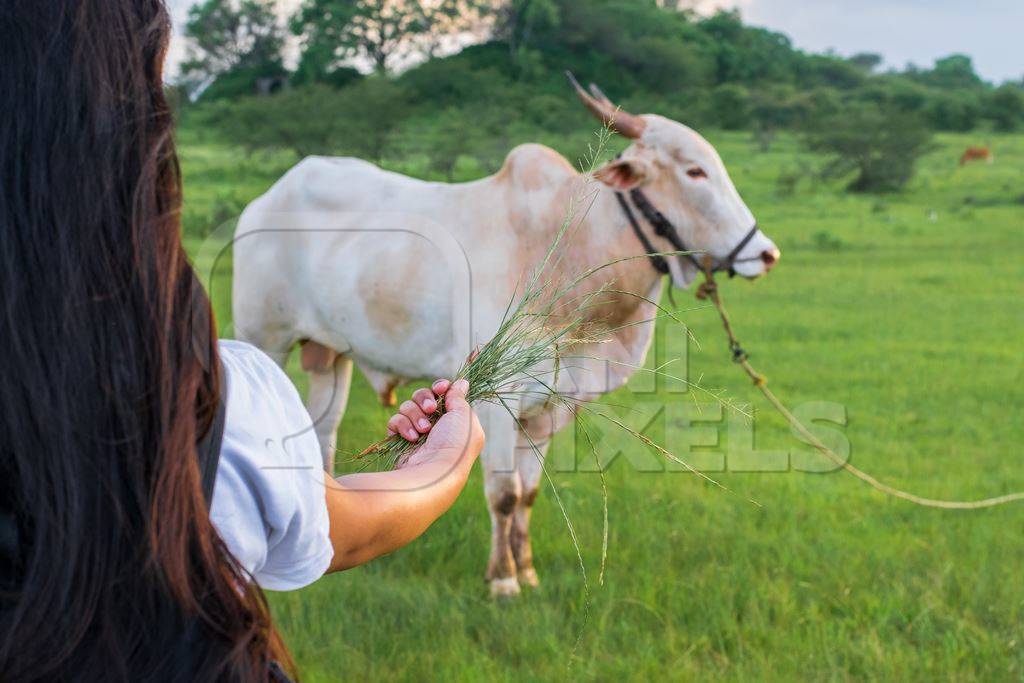 Indian girl holding handfull of grass to Indian cow or bullock in green field with blue sky background in Maharashtra in India