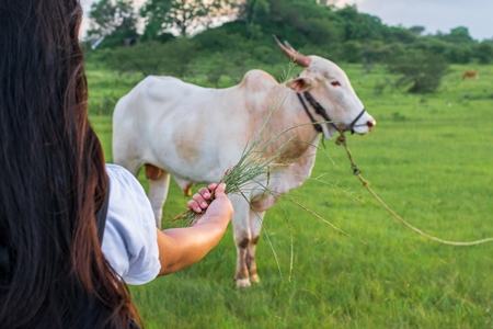 Indian girl holding handfull of grass to Indian cow or bullock in green field with blue sky background in Maharashtra in India