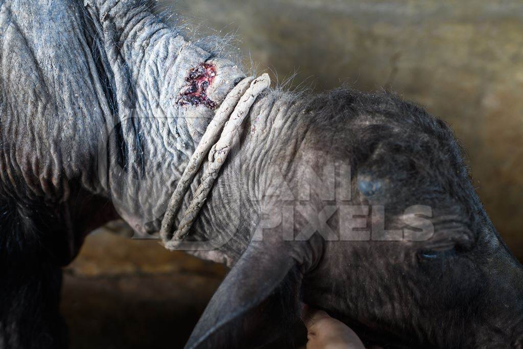 Indian buffalo calf with wound on neck tied up away from the mother in a concrete shed on an urban dairy farm or tabela, Aarey milk colony, Mumbai, India, 2023