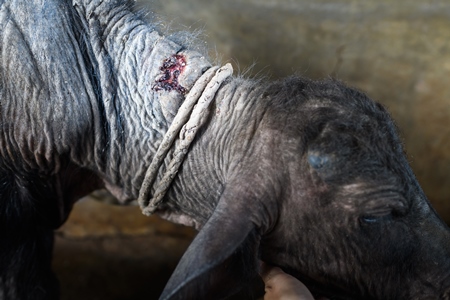 Indian buffalo calf with wound on neck tied up away from the mother in a concrete shed on an urban dairy farm or tabela, Aarey milk colony, Mumbai, India, 2023