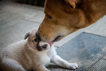 Mother street dog licking small cute puppy