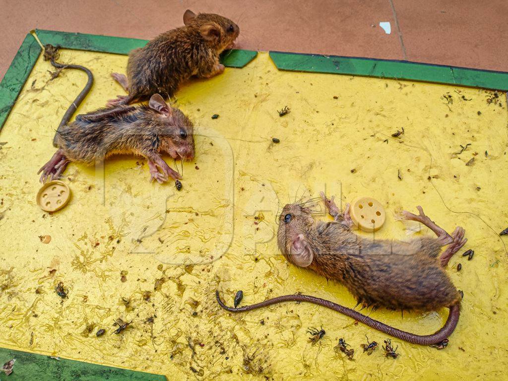 Indian brown house mice caught on inhumane sticky glue trap, India, 2022