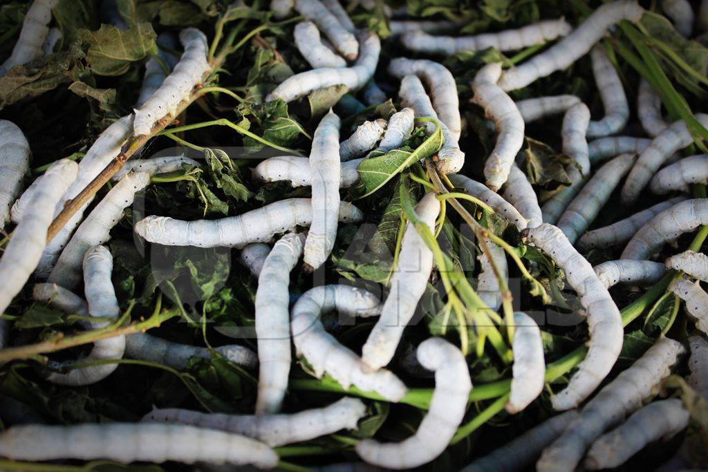 Close up of silk worms eating mulberry leaves