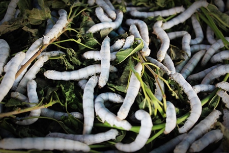 Close up of silk worms eating mulberry leaves
