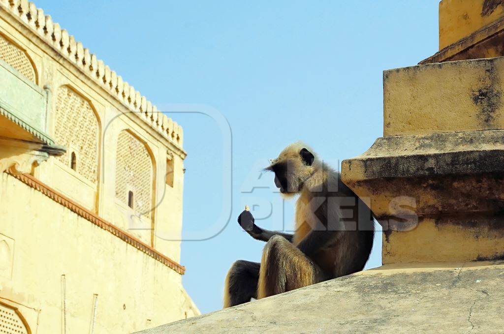 Photo of Indian gray langur monkey sitting on a yellow rooftop with blue sky background in the city of Jodhpur in India