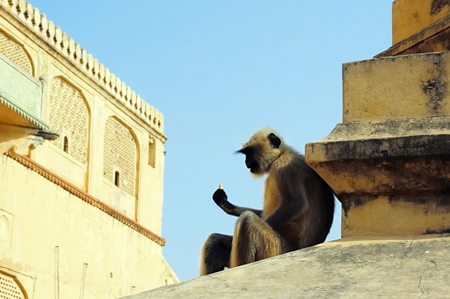 Photo of Indian gray langur monkey sitting on a yellow rooftop with blue sky background in the city of Jodhpur in India