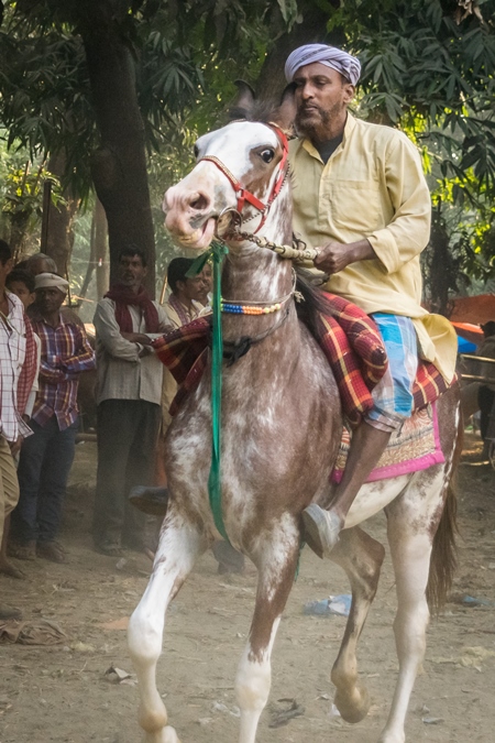 Man riding brown and white horse in a horse race at Sonepur cattle fair with spectators watching