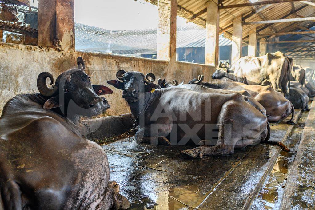 Indian buffaloes tied up in a line in a concrete shed on an urban dairy farm or tabela, Aarey milk colony, Mumbai, India, 2023