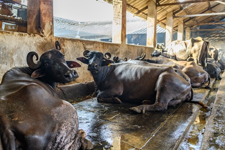 Indian buffaloes tied up in a line in a concrete shed on an urban dairy farm or tabela, Aarey milk colony, Mumbai, India, 2023