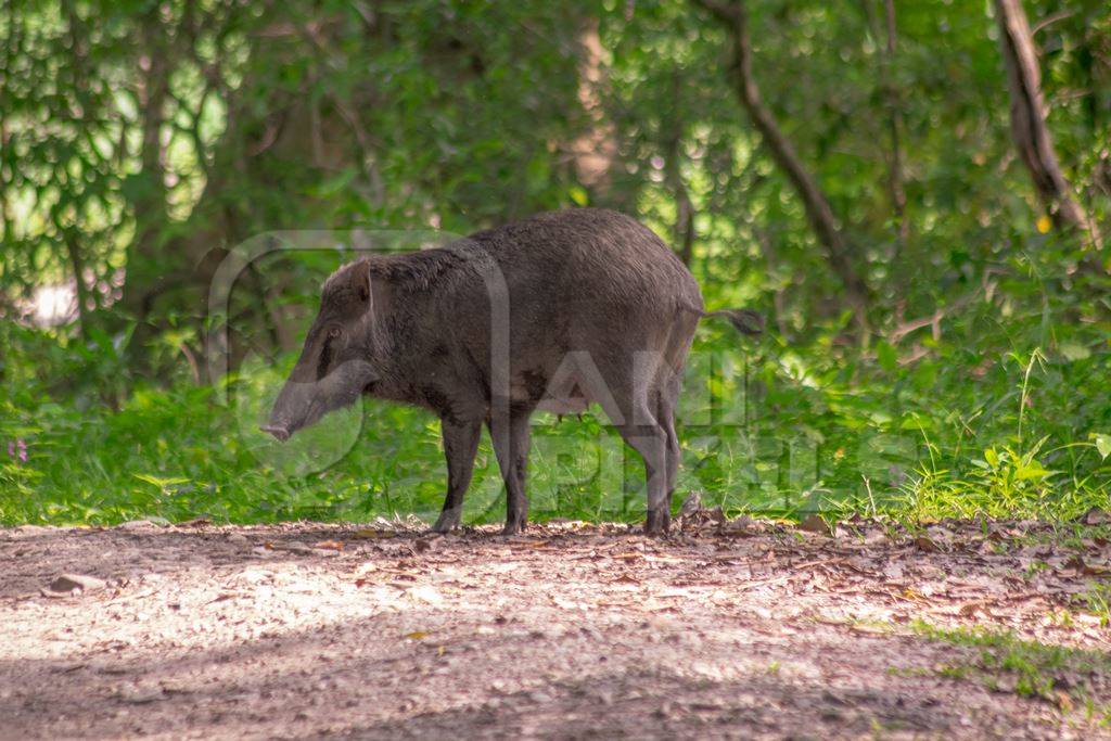 Indian wild boar with green vegetation in Kaziranga National Park in Assam in India