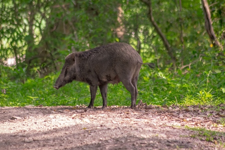 Indian wild boar with green vegetation in Kaziranga National Park in Assam in India