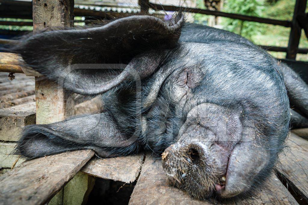 Pig in wooden pig pen on farm in rural Nagaland