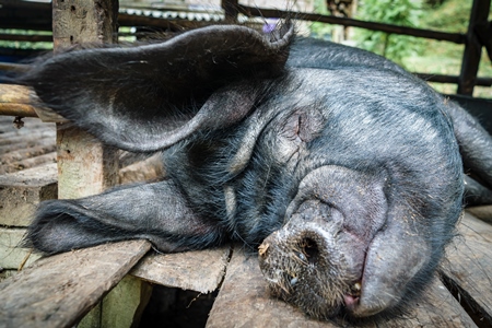 Pig in wooden pig pen on farm in rural Nagaland