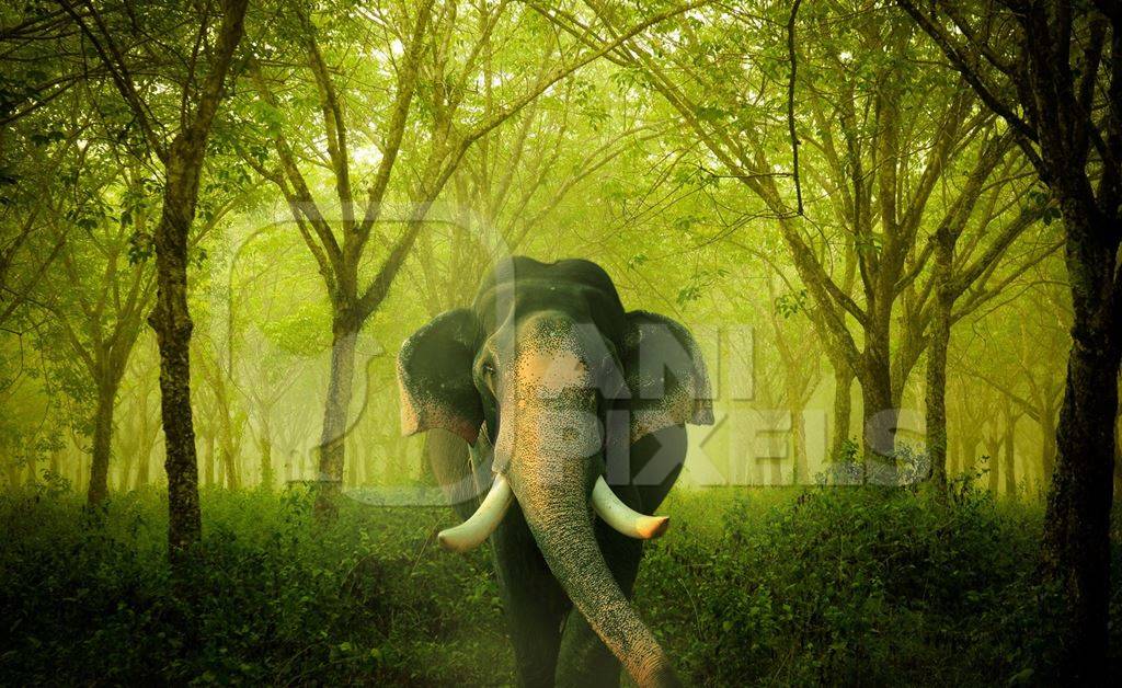 Asian elephant in green forest