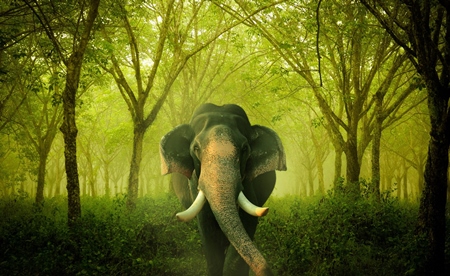 Asian elephant in green forest