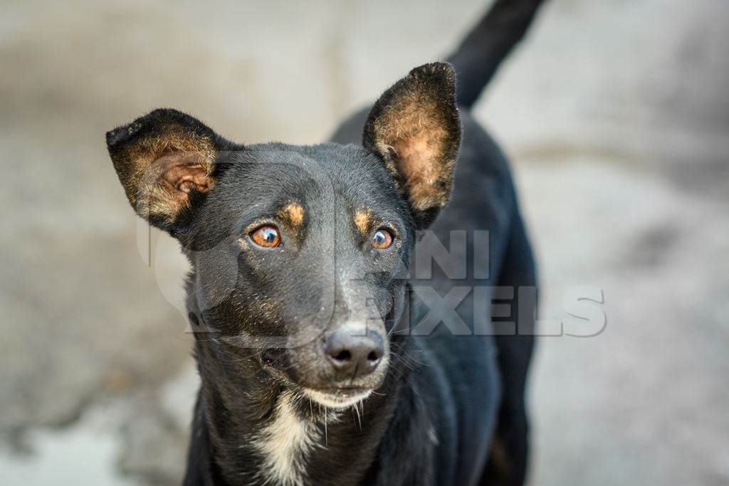Close up of black Indian street dog or stray pariah dog in the urban city of Jodhpur, India, 2022