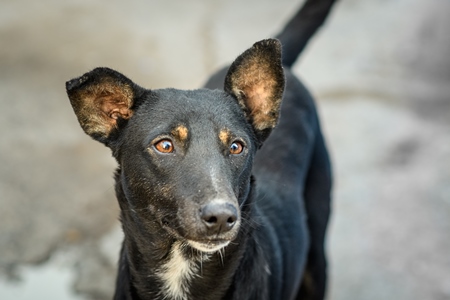 Close up of black Indian street dog or stray pariah dog in the urban city of Jodhpur, India, 2022