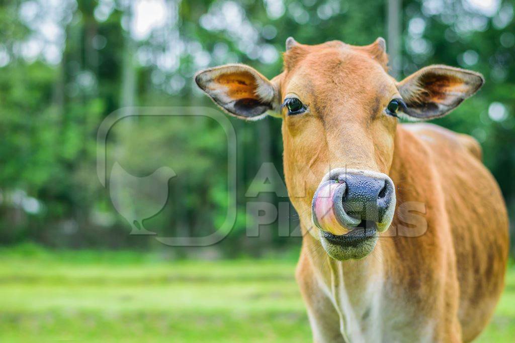 Photo of Indian dairy cow in a green field on a farm in a village in  rural Assam, India
