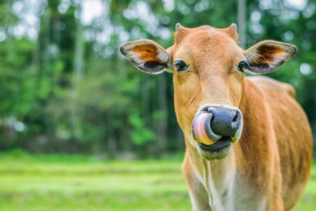 Photo of Indian dairy cow in a green field on a farm in a village in  rural Assam, India