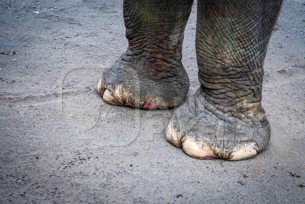 Captive Indian or Asian elephant with rough or cracked feet waiting for tourists to give elephant rides up to Amber Palace, Jaipur, Rajasthan, India, 2022