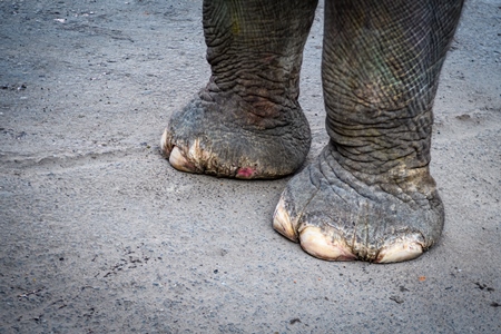 Captive Indian or Asian elephant with rough or cracked feet waiting for tourists to give elephant rides up to Amber Palace, Jaipur, Rajasthan, India, 2022