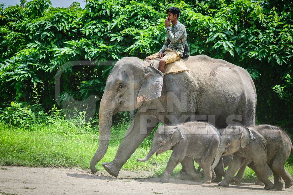 Elephants used for tourist elephant safari rides in Kaziranga National Park