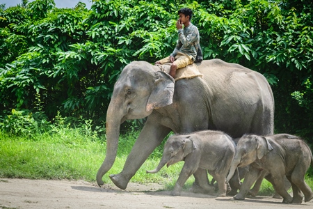 Elephants used for tourist elephant safari rides in Kaziranga National Park