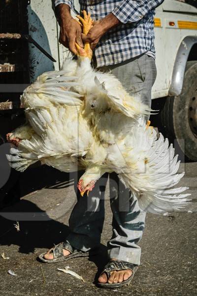 Bunch of broiler chickens being held upside down in Mumbai