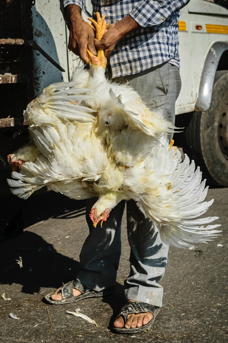 Bunch of broiler chickens being held upside down in Mumbai