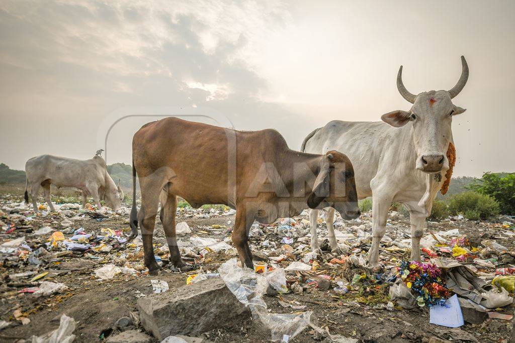Indian street cows or bullocks eating from garbage dump with plastic pollution in urban city of Maharashtra, India, 2021