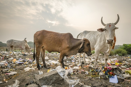 Indian street cows or bullocks eating from garbage dump with plastic pollution in urban city of Maharashtra, India, 2021