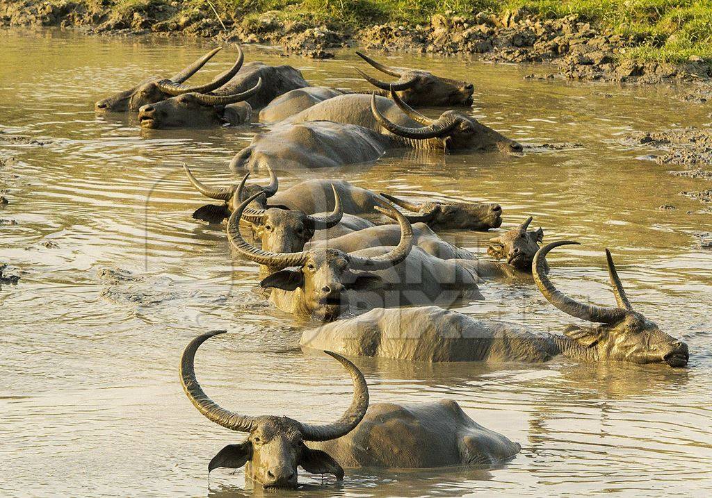 Herd of asiatic wild buffalo wallowing in water