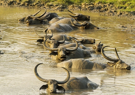 Herd of asiatic wild buffalo wallowing in water