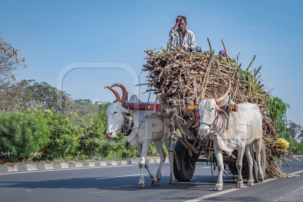 Many working Indian bullocks pulling sugarcane carts working as animal labour in the sugarcane industry in Maharashtra, India, 2020