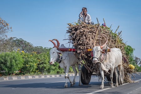 Many working Indian bullocks pulling sugarcane carts working as animal labour in the sugarcane industry in Maharashtra, India, 2020