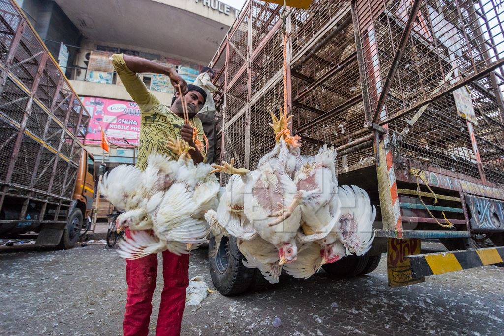 Broiler chickens raised for meat being unloaded from transport trucks near Crawford meat market