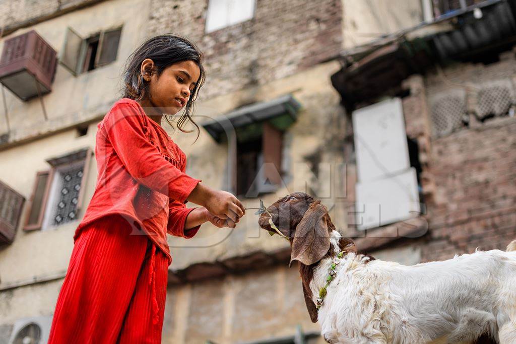 Indian girl feeding goat on a street in Delhi, India, 2023