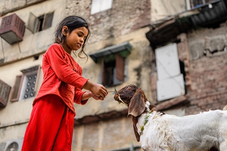 Indian girl feeding goat on a street in Delhi, India, 2023