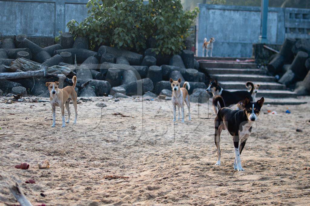 Many Indian street dogs or stray pariah dogs on the beach, Malvan, India, 2022