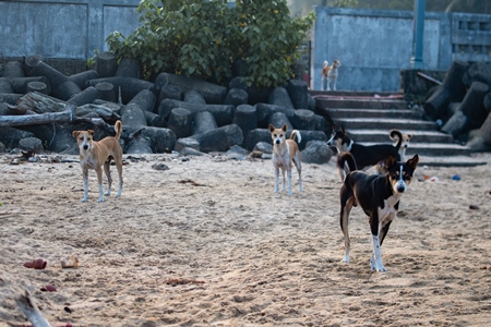 Many Indian street dogs or stray pariah dogs on the beach, Malvan, India, 2022