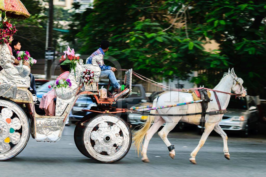 White horse with silver carriage used for carriage rides in Mumbai