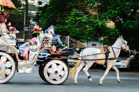 White horse with silver carriage used for carriage rides in Mumbai